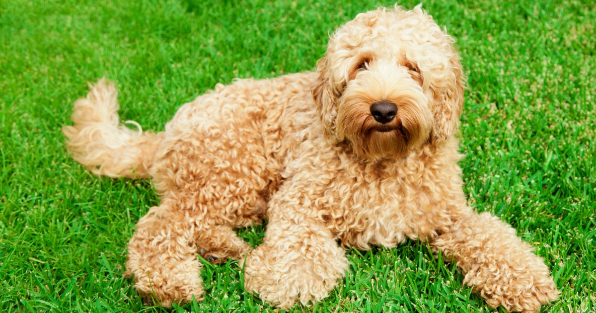 Labradoodle