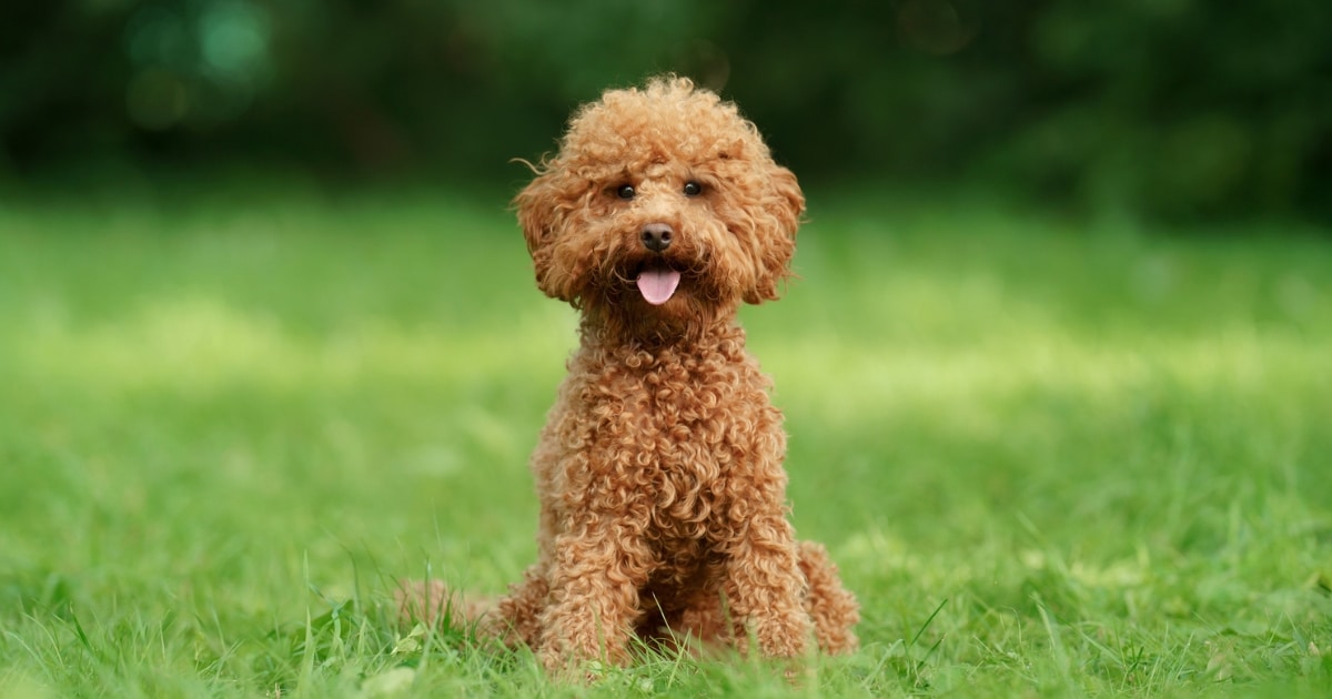 Maltipoo Guida Completa Su Alimentazione Cura E Carattere Maltipoo Guida Completa Su Alimentazione Cura E Carattere