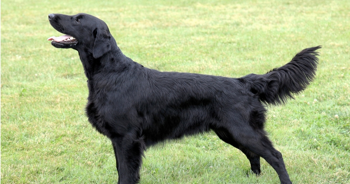 Maltipoo Guida Completa Su Alimentazione Cura E Carattere Maltipoo Guida Completa Su Alimentazione Cura E Carattere
